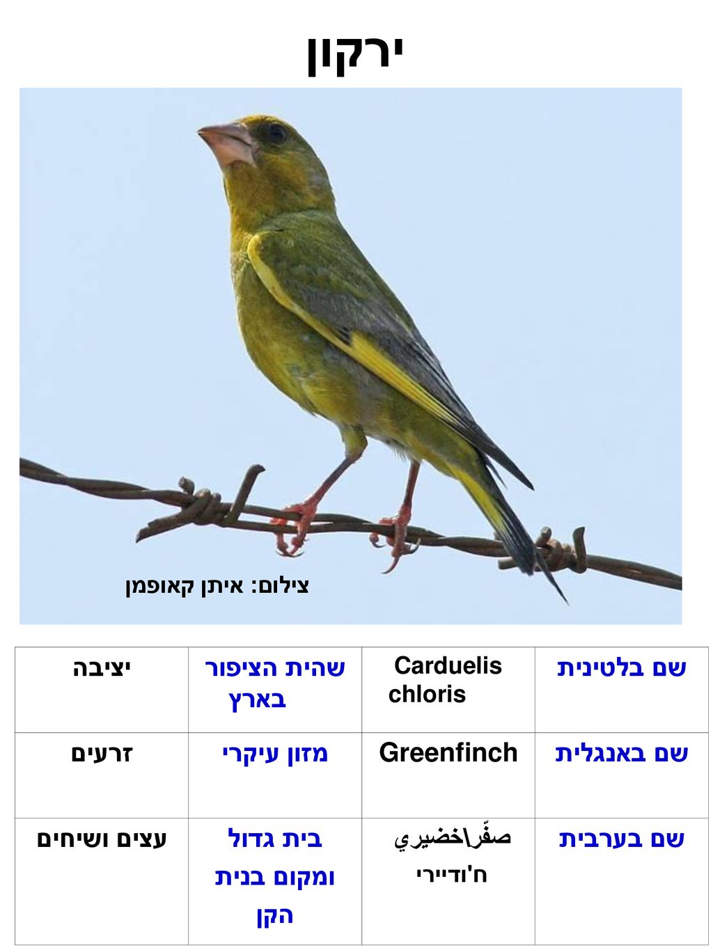 ירקון שם בלטינית שהית הציפור בארץ יציבה שם באנגלית Greenfinch