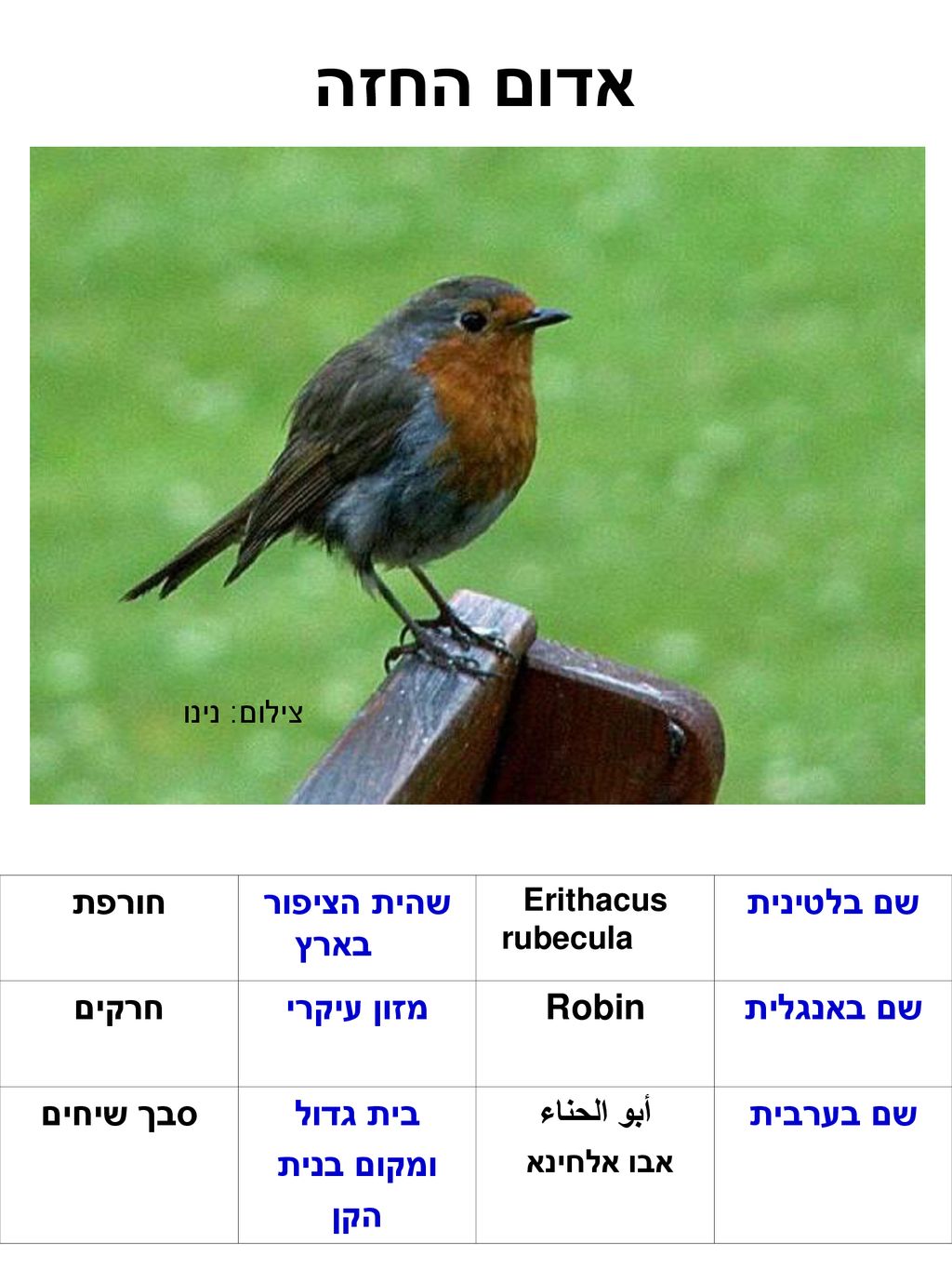 אדום החזה שם בלטינית שהית הציפור בארץ חורפת שם באנגלית Robin