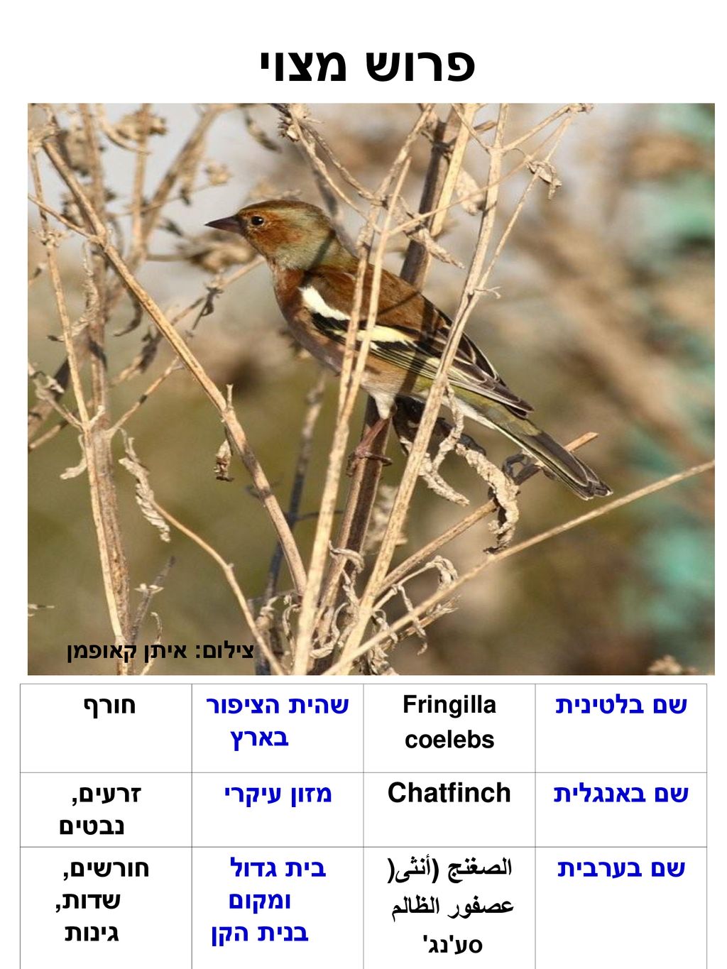 פרוש מצוי שם בלטינית שהית הציפור בארץ חורף שם באנגלית Chatfinch