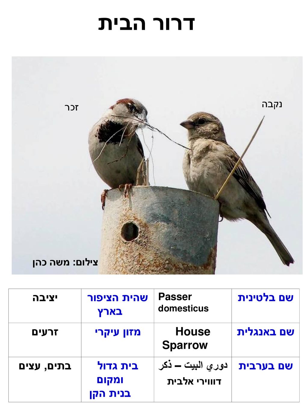 דרור הבית שם בלטינית שהית הציפור בארץ יציבה שם באנגלית House Sparrow