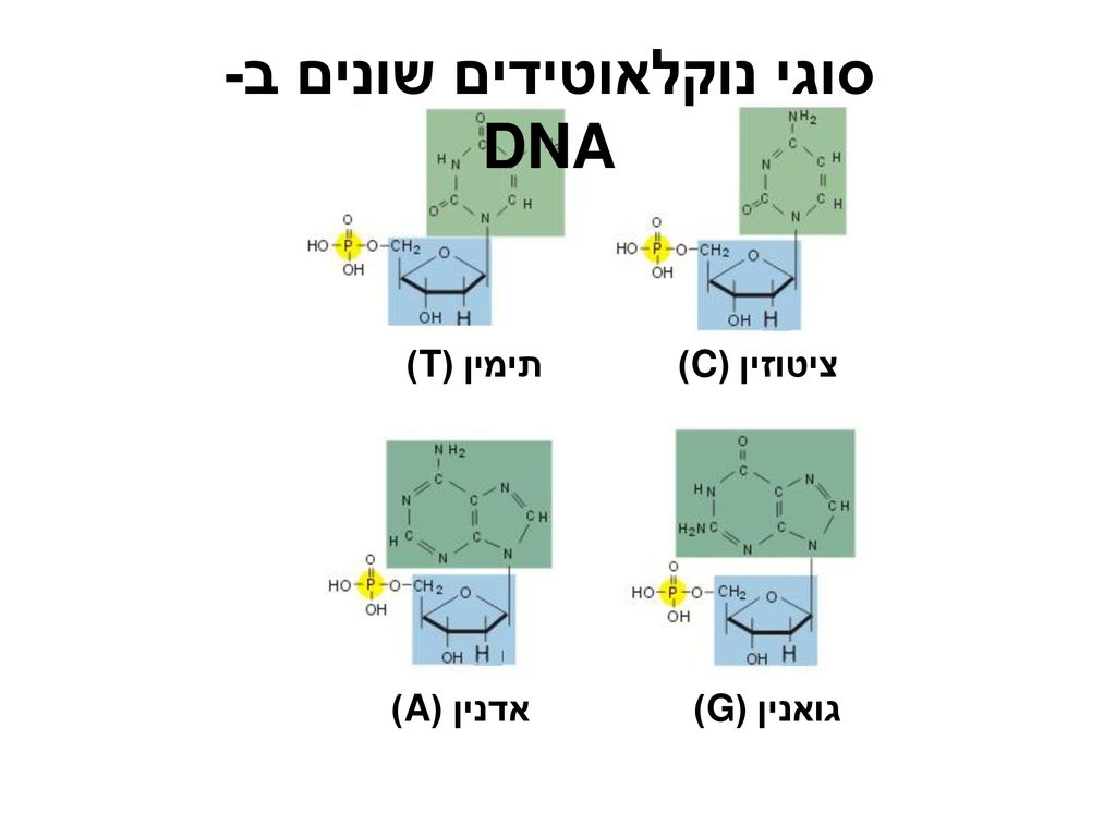 סוגי נוקלאוטידים שונים ב- DNA