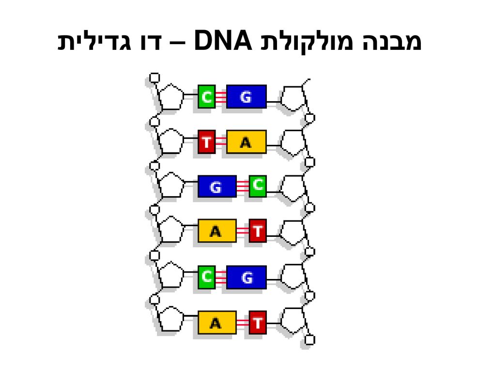 מבנה מולקולת DNA – דו גדילית
