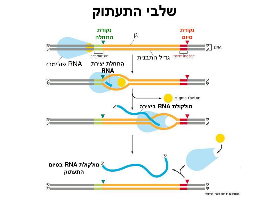 מולקולת RNA בסיום התעתוק