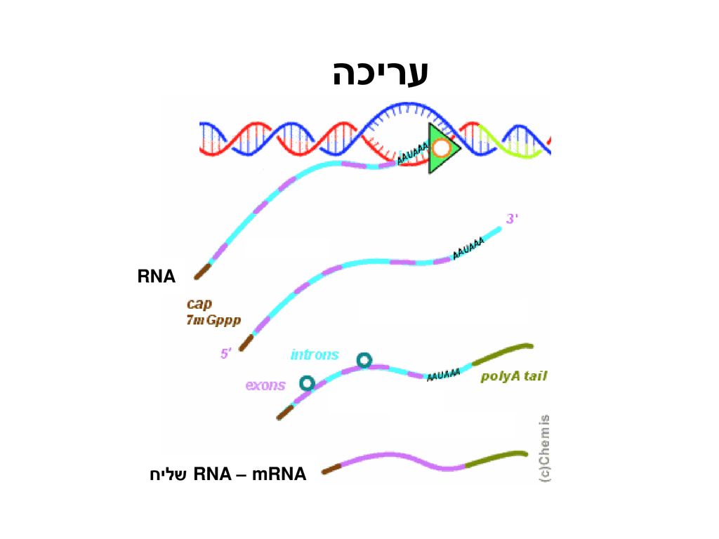 עריכה RNA mRNA – RNA שליח