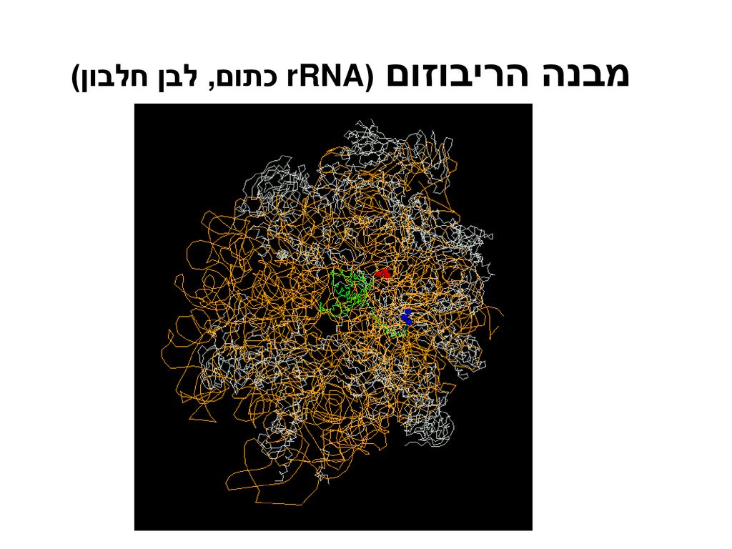 מבנה הריבוזום (rRNA כתום, לבן חלבון)
