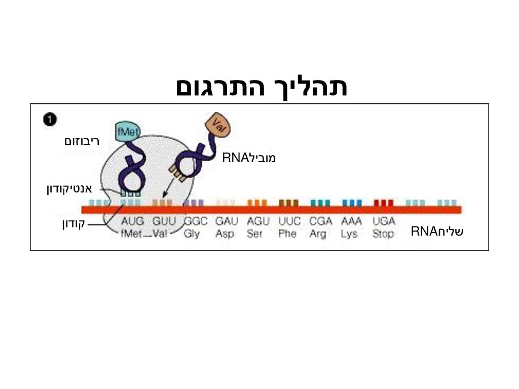תהליך התרגום RNA שליח קודון אנטיקודון ריבוזום RNA מוביל