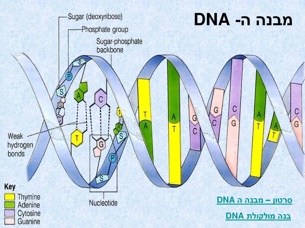 מבנה ה- DNA סרטון – מבנה הDNA בנה מולקולת DNA