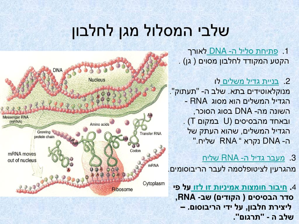 שלבי המסלול מגן לחלבון פתיחת סליל ה- DNA לאורך