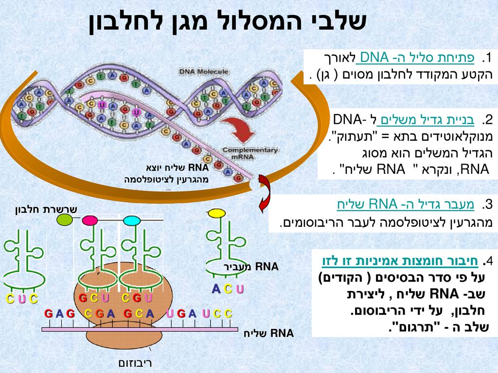שלבי המסלול מגן לחלבון פתיחת סליל ה- DNA לאורך