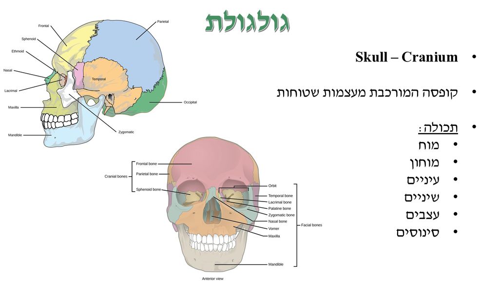 גולגולת Skull – Cranium קופסה המורכבת מעצמות שטוחות תכולה: מוח מוחון