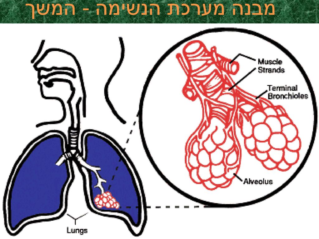 מבנה מערכת הנשימה - המשך