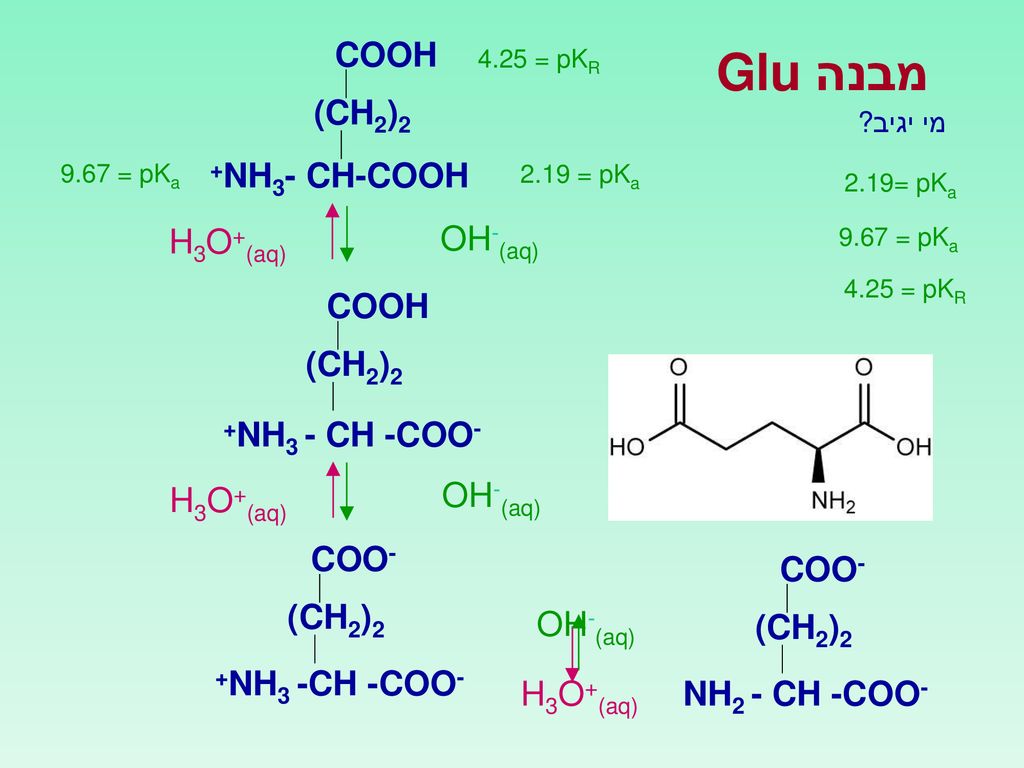 מבנה Glu COOH (CH2)2 +NH3- CH-COOH OH-(aq) H3O+(aq) COOH (CH2)2