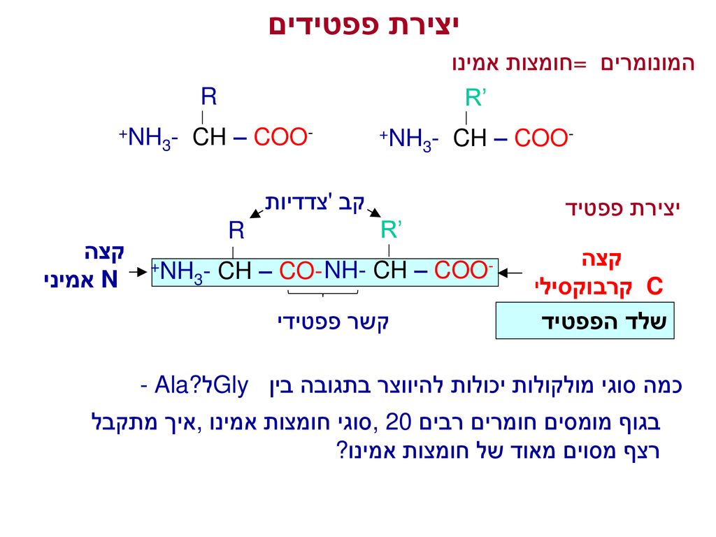 יצירת פפטידים המונומרים = חומצות אמינו R +NH3- CH – COO- R’