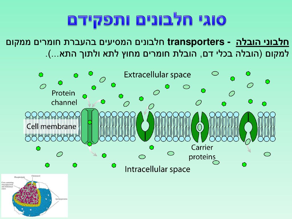 סוגי חלבונים ותפקידם חלבוני הובלה transporters - חלבונים המסיעים בהעברת חומרים ממקום למקום (הובלה בכלי דם, הובלת חומרים מחוץ לתא ולתוך התא...).