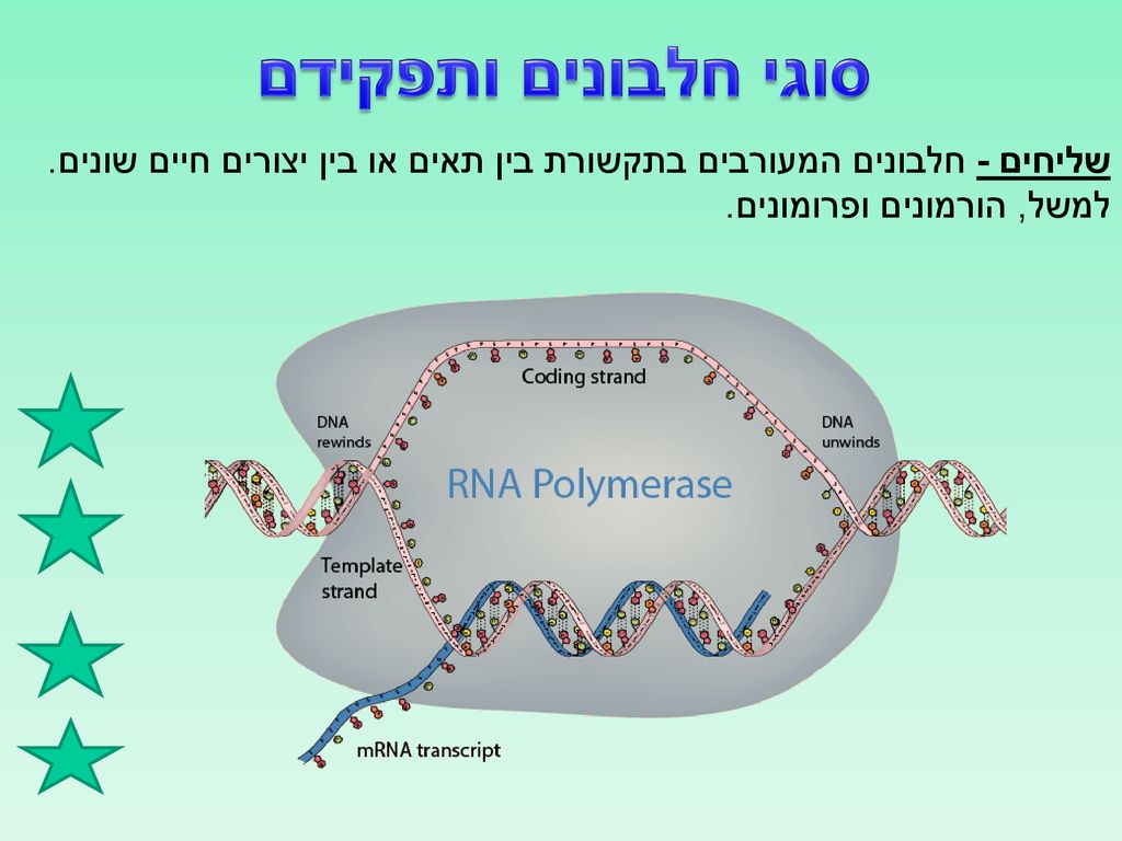 סוגי חלבונים ותפקידם שליחים - חלבונים המעורבים בתקשורת בין תאים או בין יצורים חיים שונים.