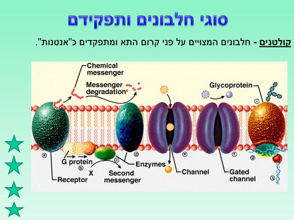 סוגי חלבונים ותפקידם קולטנים - חלבונים המצויים על פני קרום התא ומתפקדים כ אנטנות .