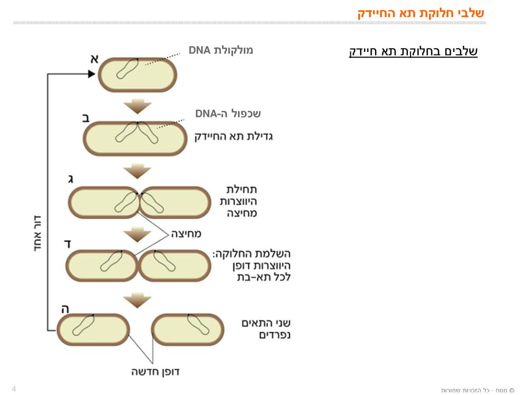 שלבי חלוקת תא החיידק שלבים בחלוקת תא חיידק מולקולת DNA שכפול ה-DNA