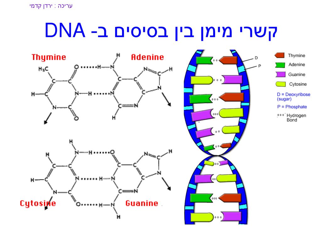 קשרי מימן בין בסיסים ב- DNA