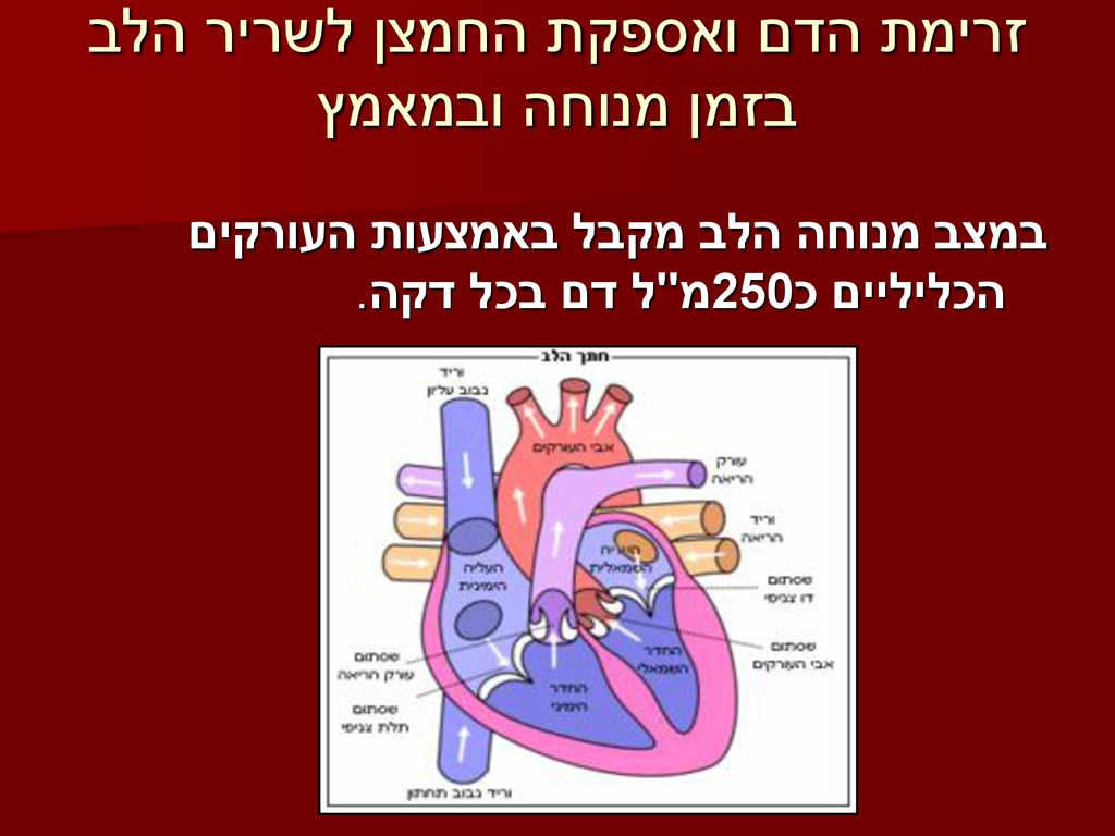 זרימת הדם ואספקת החמצן לשריר הלב בזמן מנוחה ובמאמץ