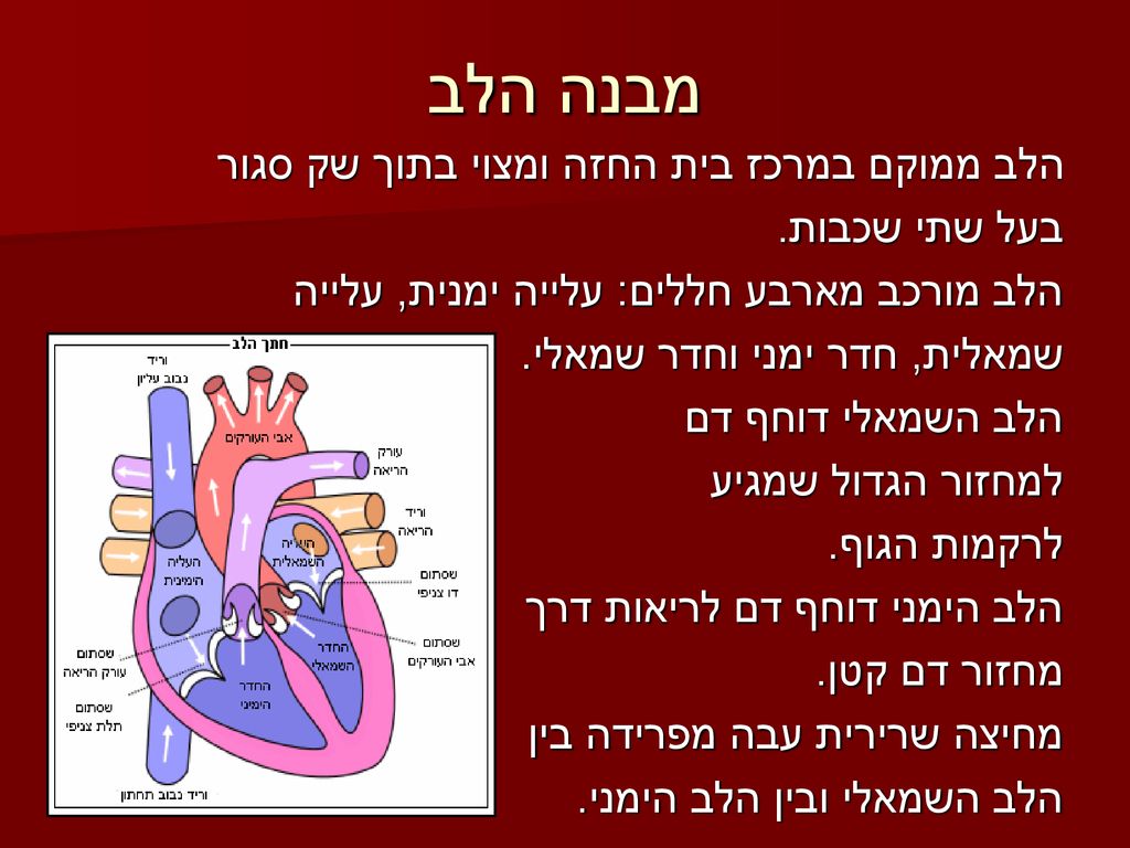 מבנה הלב הלב ממוקם במרכז בית החזה ומצוי בתוך שק סגור בעל שתי שכבות.