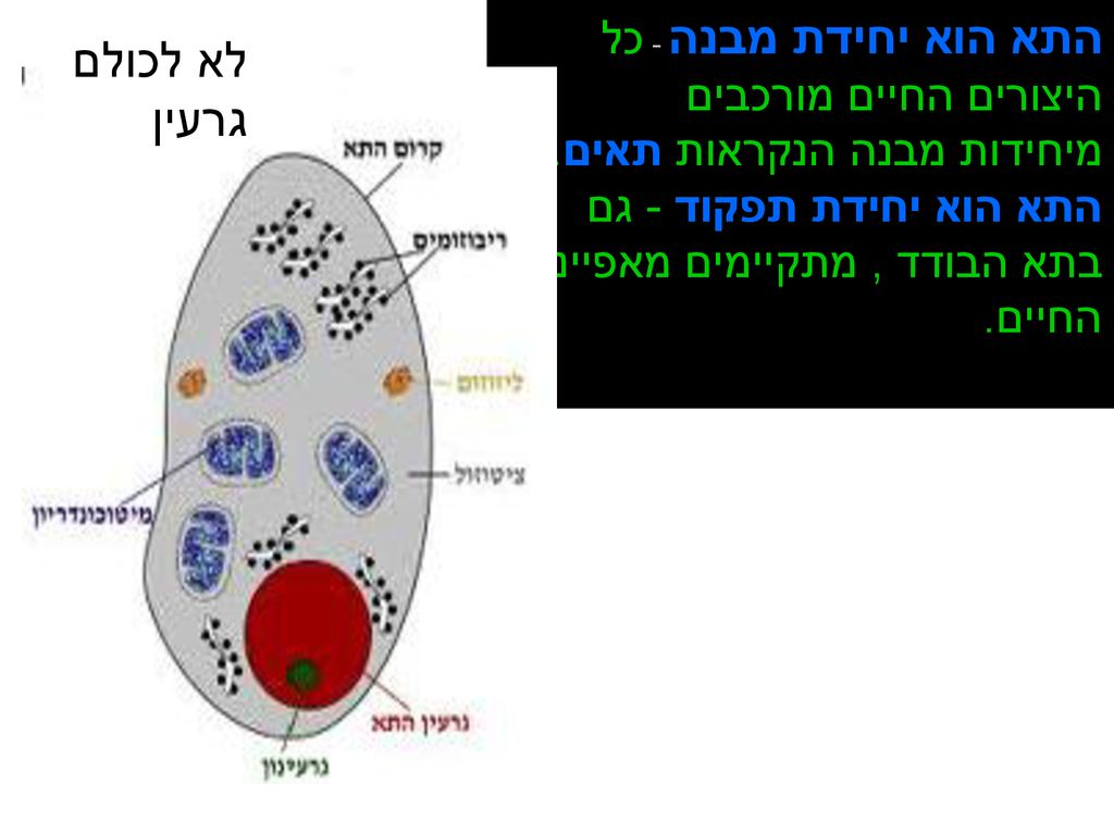 התא הוא יחידת מבנה - כל היצורים החיים מורכבים לא לכולם גרעין