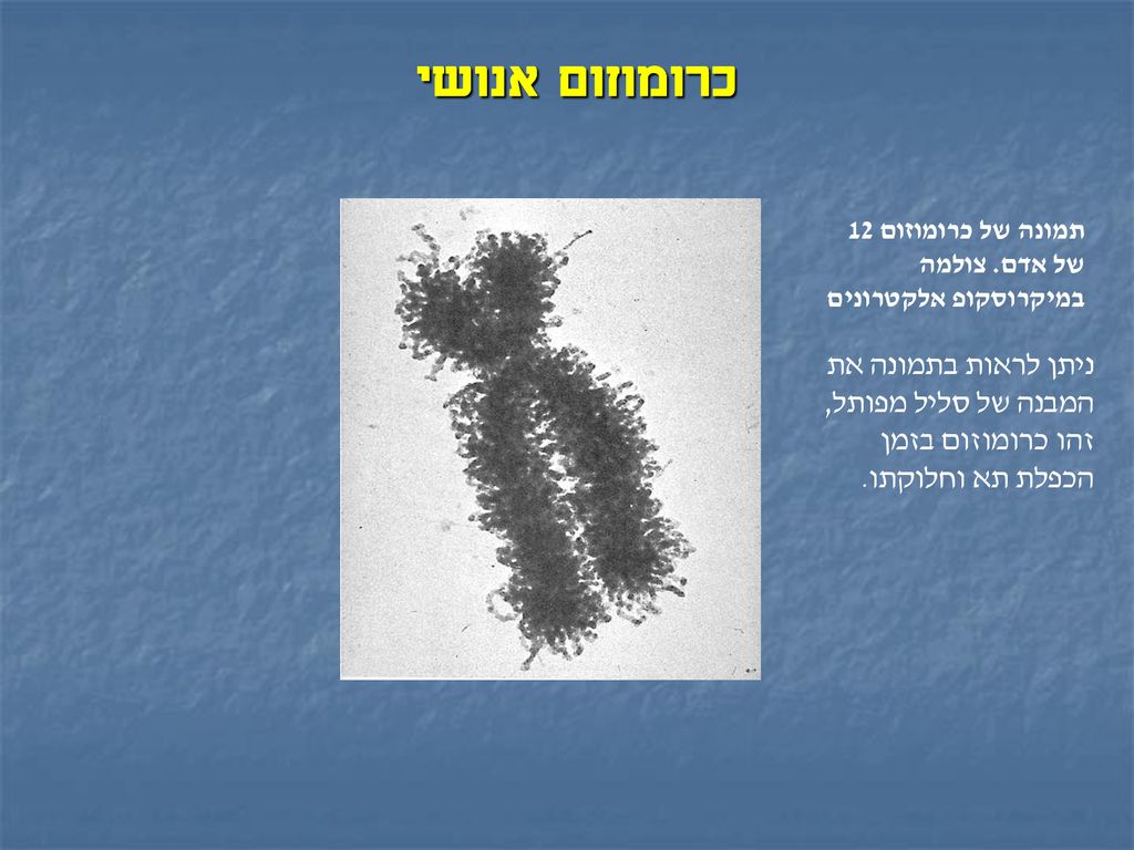 כרומוזום אנושי תמונה של כרומוזום 12 של אדם. צולמה במיקרוסקופ אלקטרונים.