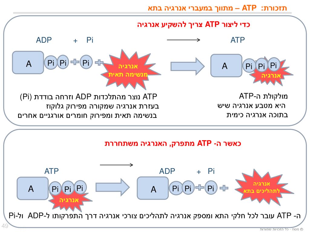 תזכורת: ATP – מתווך במעברי אנרגיה בתא