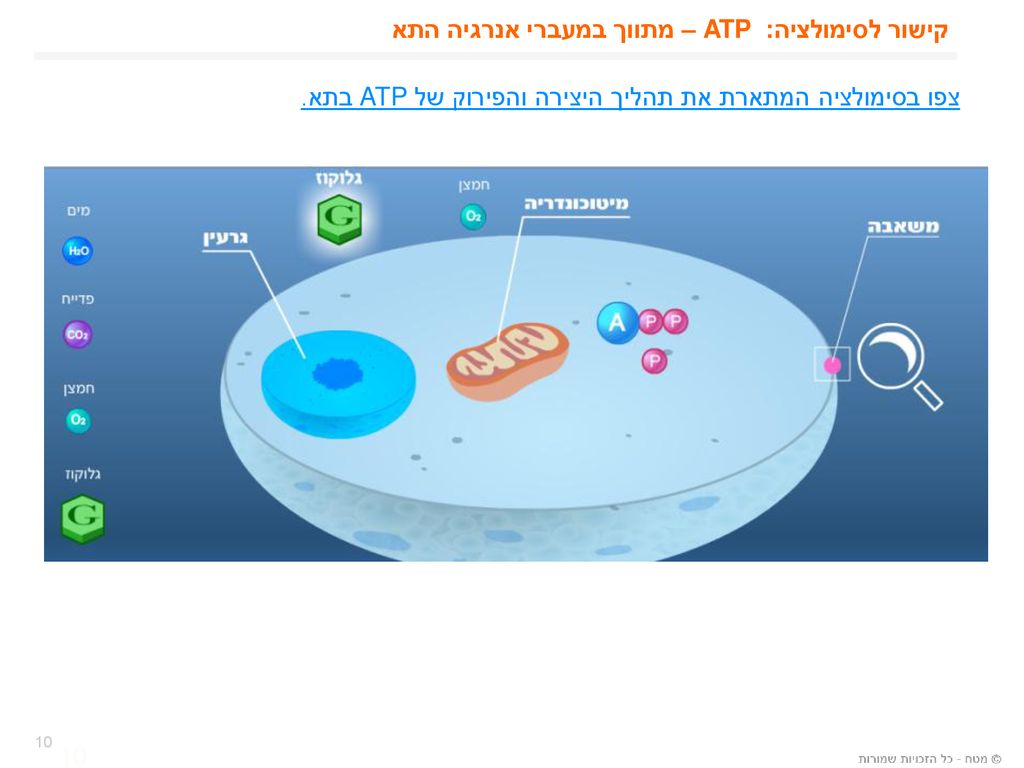 קישור לסימולציה: ATP – מתווך במעברי אנרגיה התא