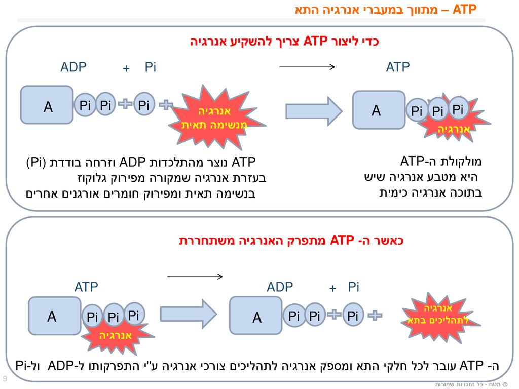 ATP – מתווך במעברי אנרגיה התא