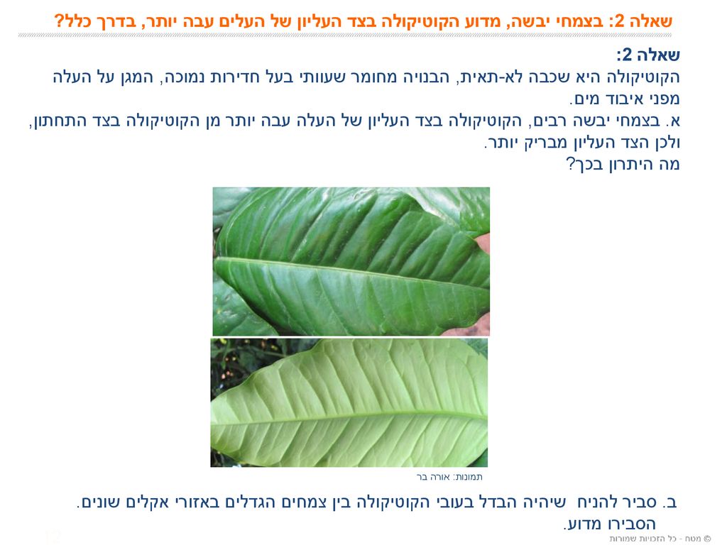 שאלה 2: בצמחי יבשה, מדוע הקוטיקולה בצד העליון של העלים עבה יותר, בדרך כלל