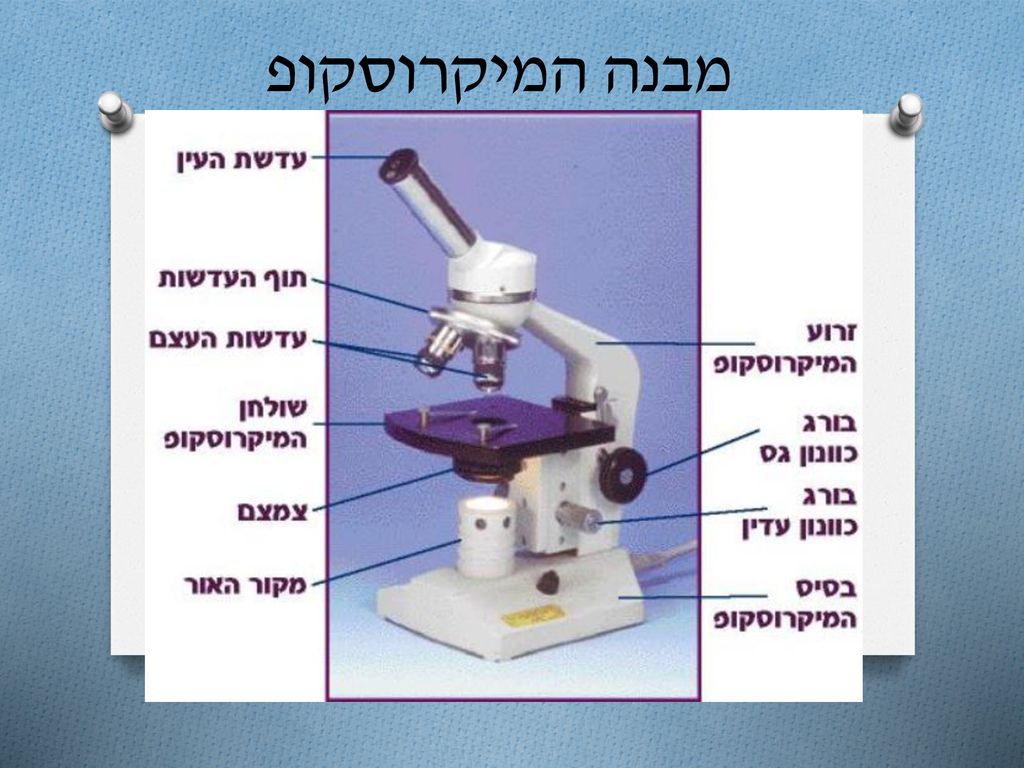 מבנה המיקרוסקופ