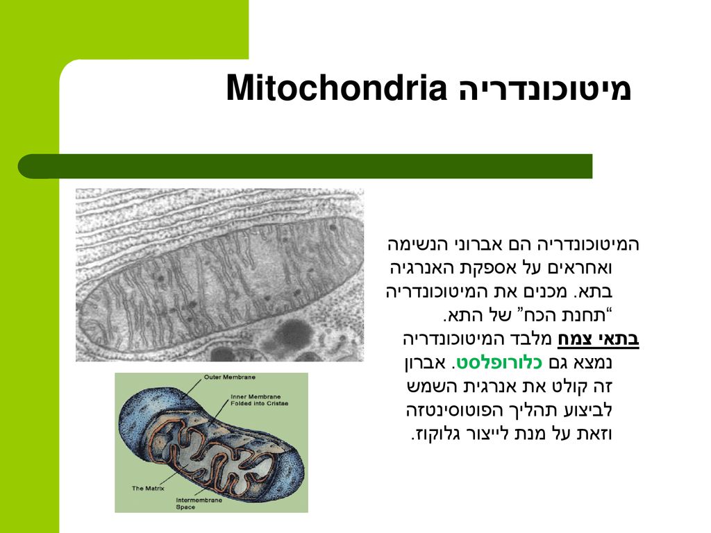 מיטוכונדריה Mitochondria