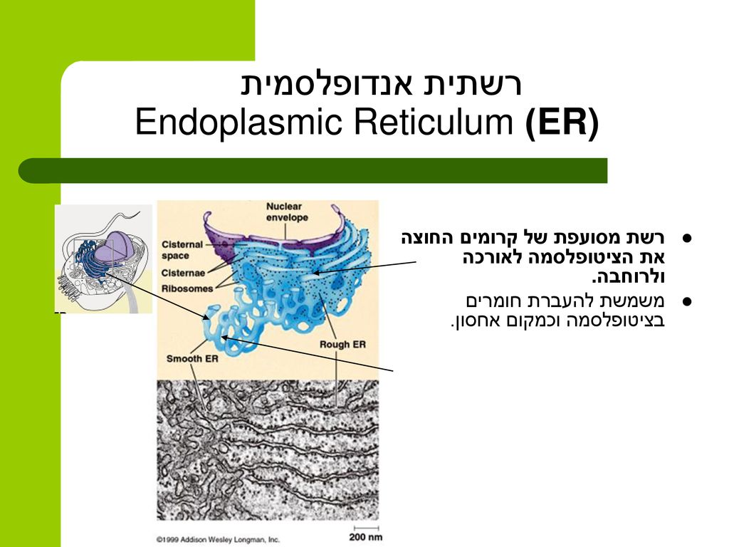 רשתית אנדופלסמית ER)) Endoplasmic Reticulum