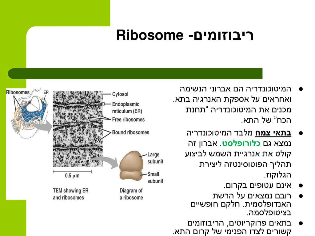 ריבוזומים- Ribosome המיטוכונדריה הם אברוני הנשימה ואחראים על אספקת האנרגיה בתא. מכנים את המיטוכונדריה תחנת הכח של התא.