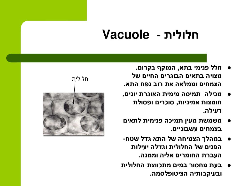 חלולית - Vacuole חלל פנימי בתא, המוקף בקרום. מצויה בתאים הבוגרים החיים של הצמחים וממלאה את רוב נפח התא.