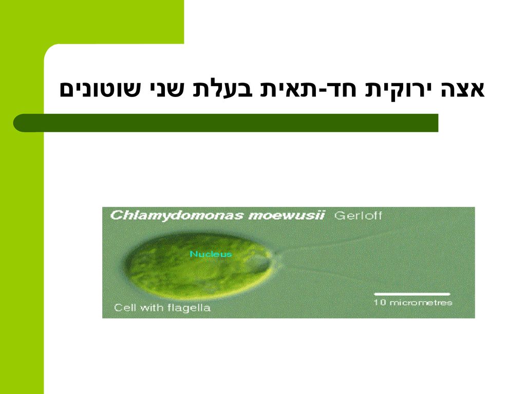 אצה ירוקית חד-תאית בעלת שני שוטונים