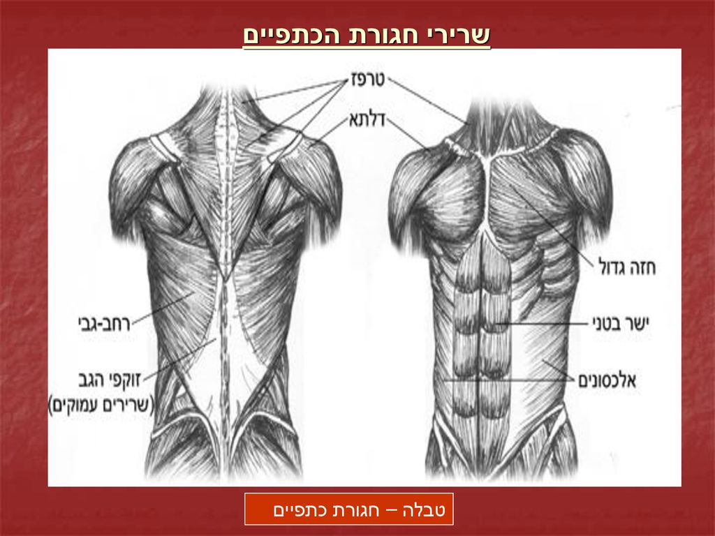 שרירי חגורת הכתפיים טבלה – חגורת כתפיים