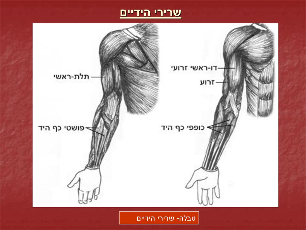 שרירי הידיים טבלה- שרירי הידיים