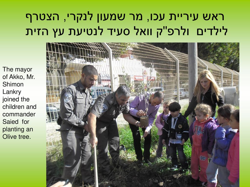 ראש עיריית עכו, מר שמעון לנקרי, הצטרף לילדים ולרפ ק וואל סעיד לנטיעת עץ הזית