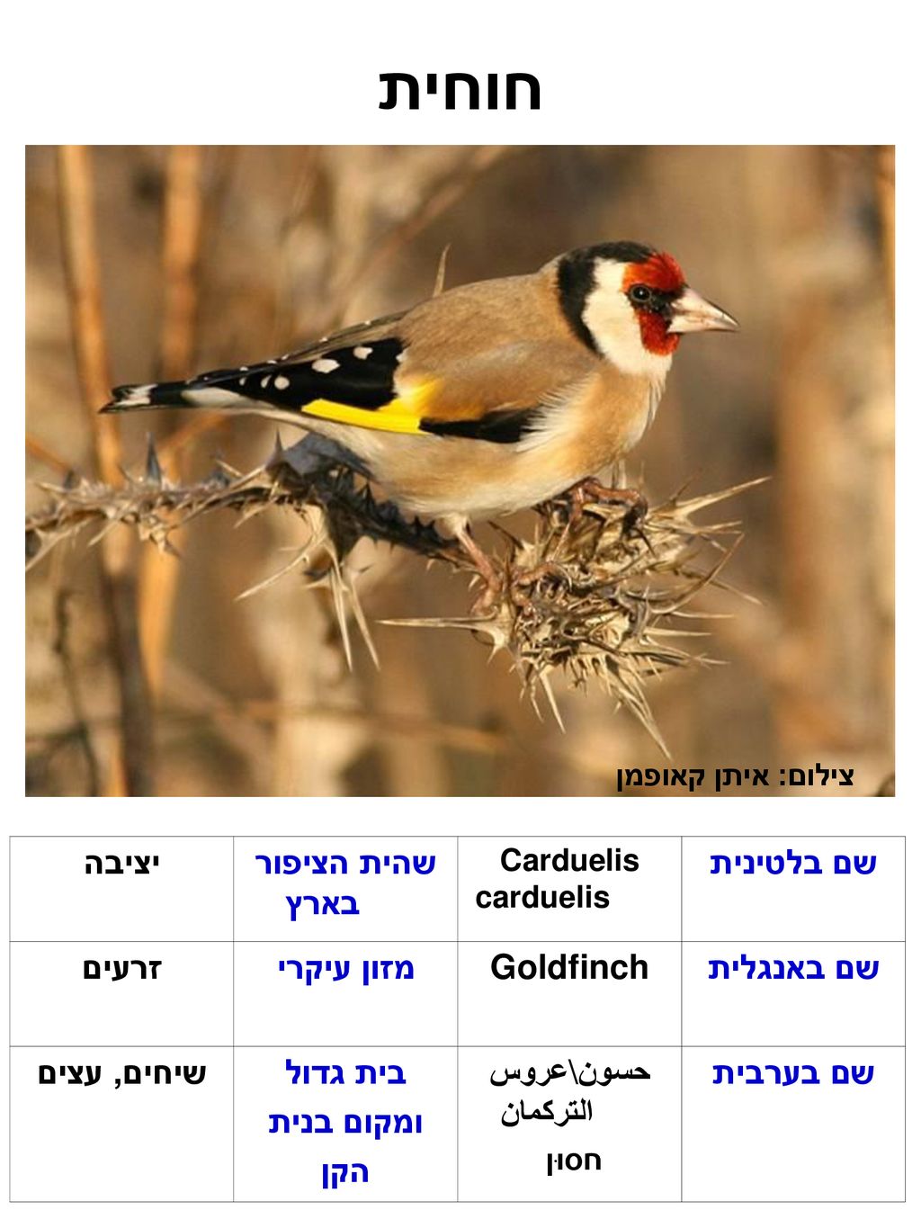 חוחית שם בלטינית שהית הציפור בארץ יציבה שם באנגלית Goldfinch