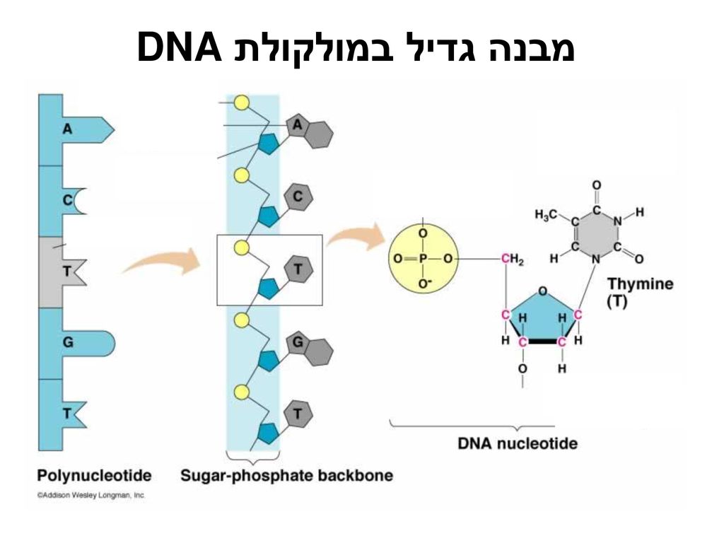 מבנה גדיל במולקולת DNA