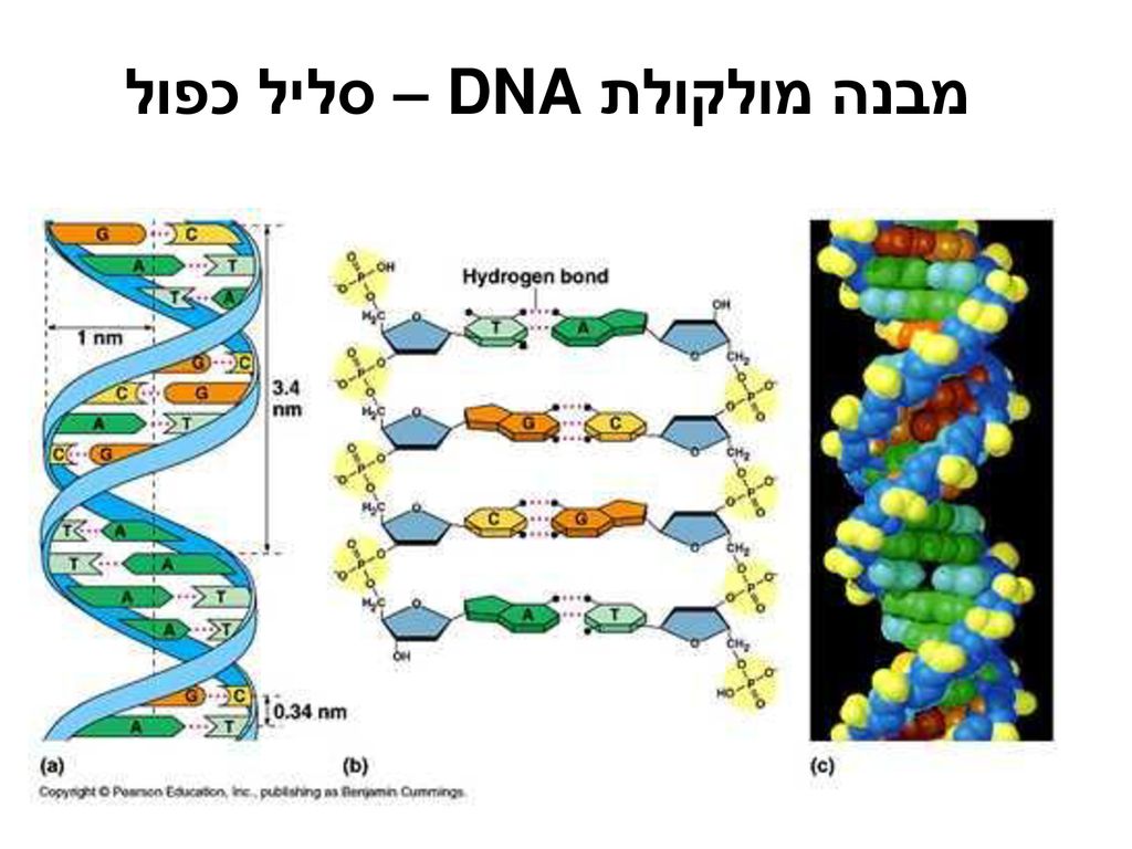 מבנה מולקולת DNA – סליל כפול