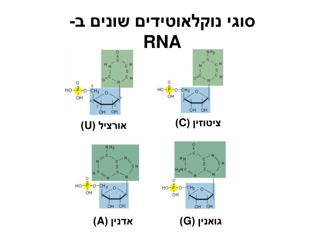 סוגי נוקלאוטידים שונים ב- RNA