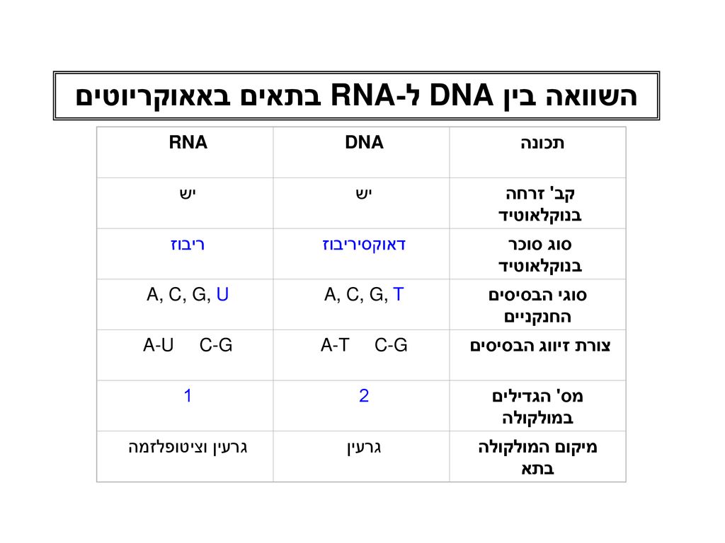השוואה בין DNA ל-RNA בתאים באאוקריוטים