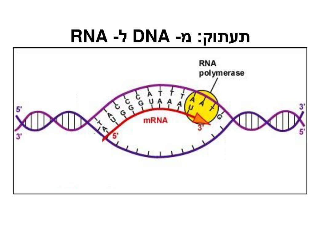 תעתוק: מ- DNA ל- RNA