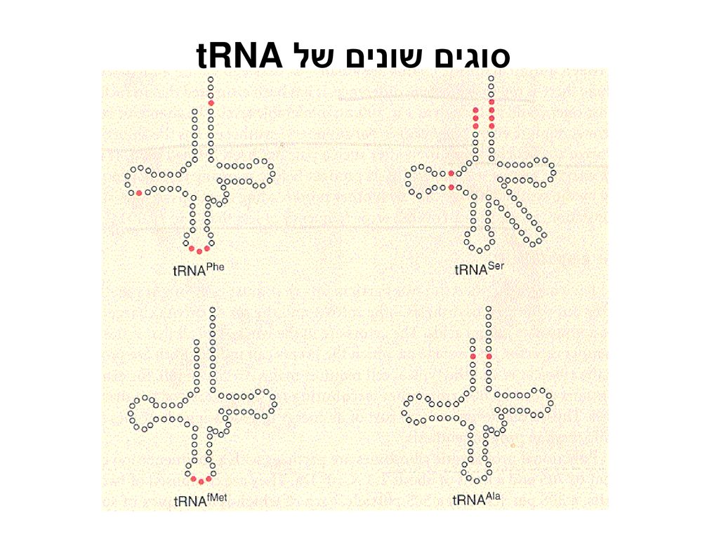 סוגים שונים של tRNA