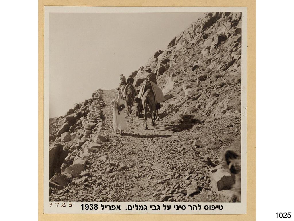 טיפוס להר סיני על גבי גמלים. אפריל 1938