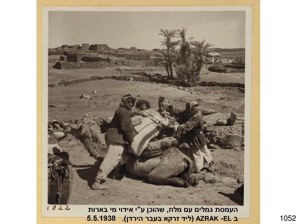העמסת גמלים עם מלח, שהוכן ע י אידוי מי בארות ב EL-AZRAK (ליד זרקא בעבר הירדן)