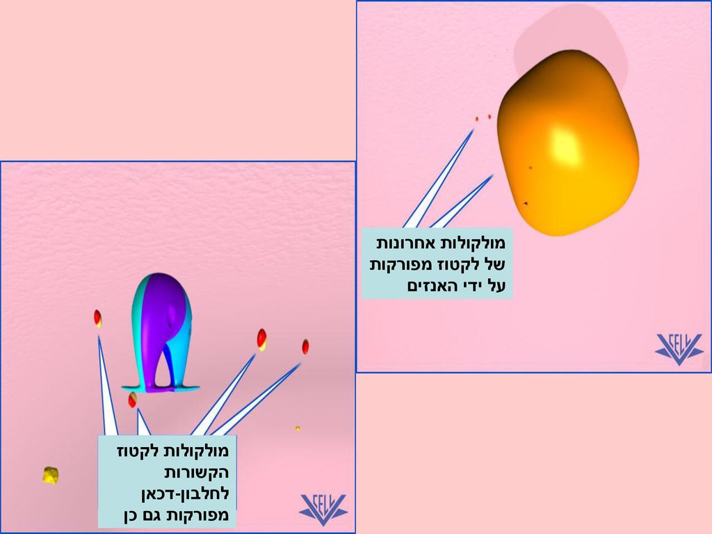 מולקולות אחרונות של לקטוז מפורקות על ידי האנזים
