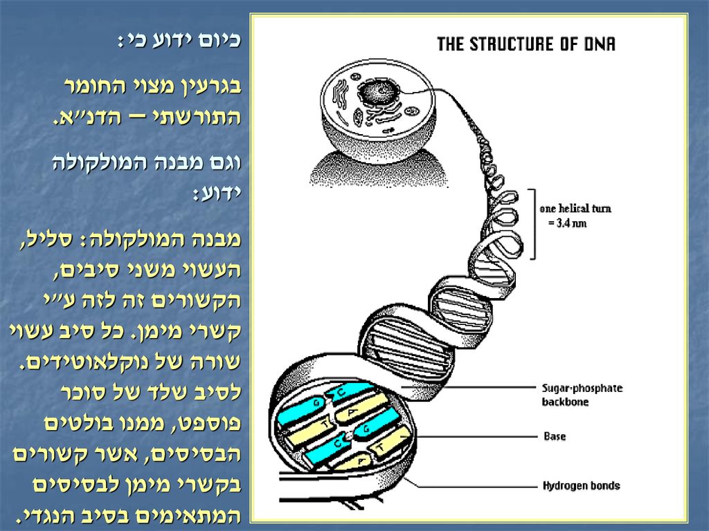 כיום ידוע כי: בגרעין מצוי החומר התורשתי – הדנ א. וגם מבנה המולקולה ידוע: